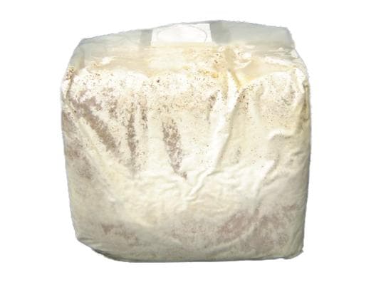 菌糸ブロック 10個 ヒラタケ　クワガタ　幼虫餌　ビギナーから上級者まで
