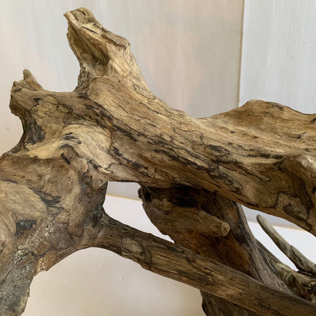 銀*時様 アク抜き済み流木　No.10 超レア型　沈水確認済