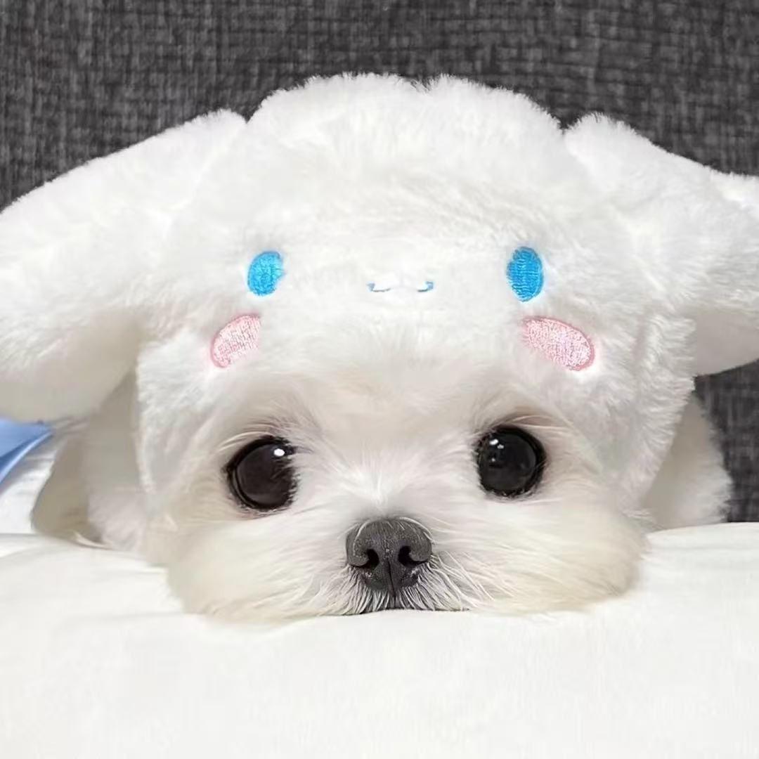 琉金様