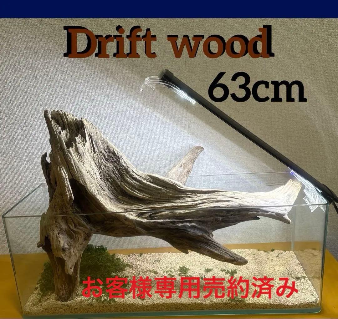 G73 爬虫類　アクアリウム　ビオトープ　観葉植物 インテリア