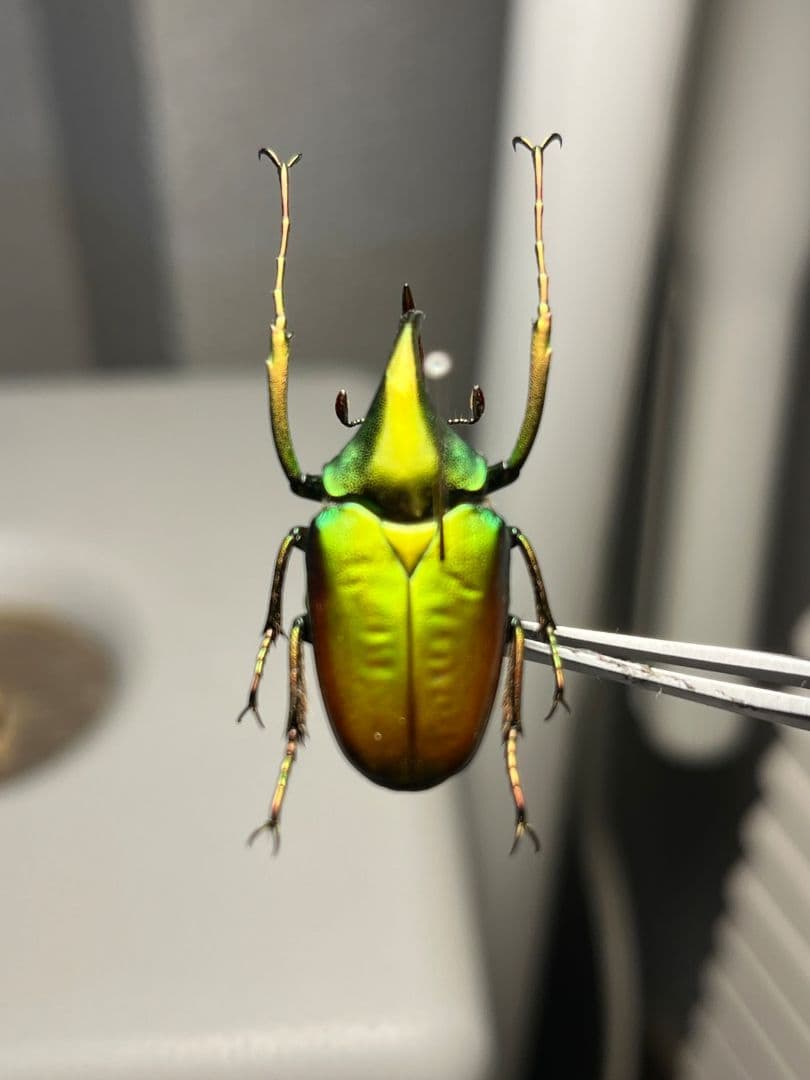 【31mm】カブトハナムグリ コガネムシ プラチナコガネ カナブン ゾウカブト