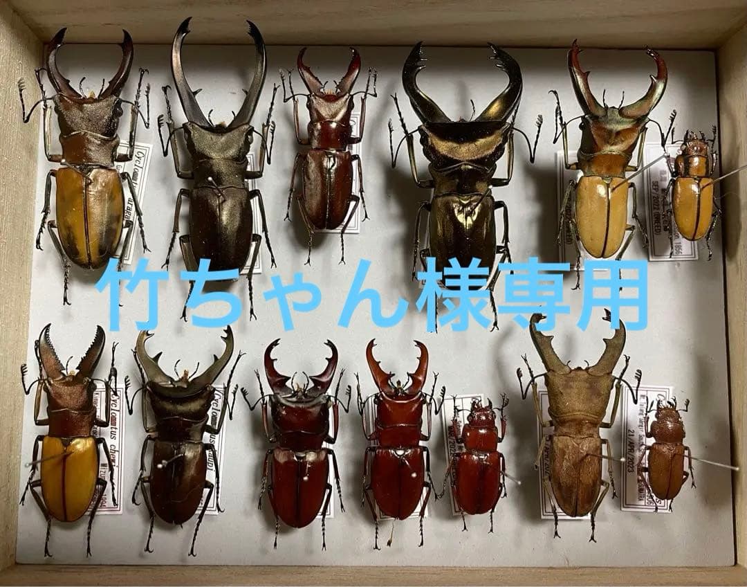 昆虫標本　キクロマトス13頭セット①