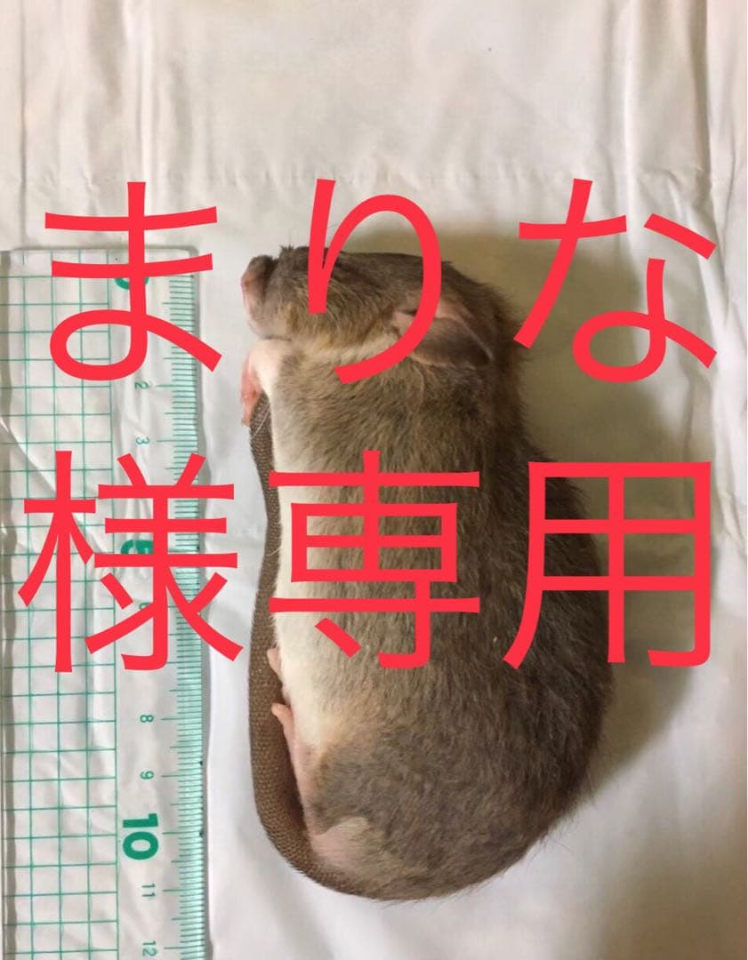 冷凍ML100