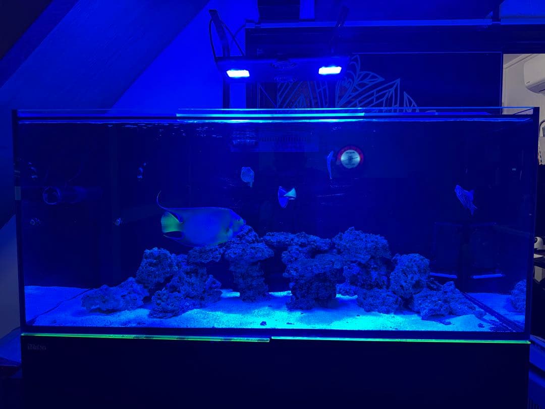 RedSea REEFER 350 海水魚飼育フルセット レッドシー