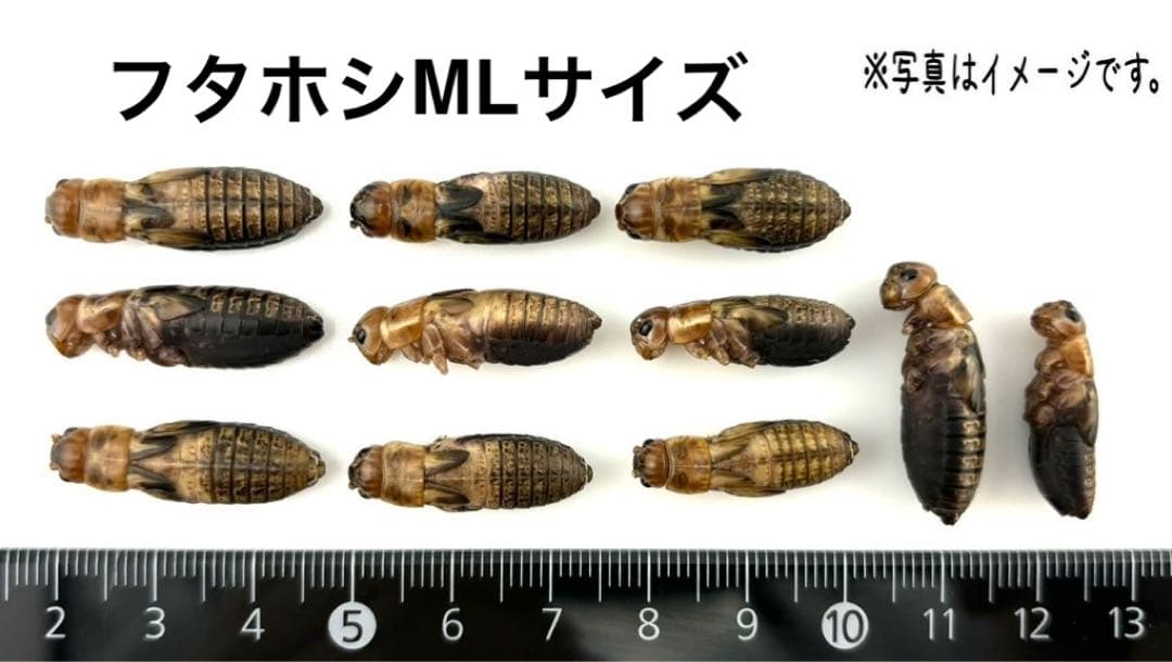 冷凍フタホシML1.2kg