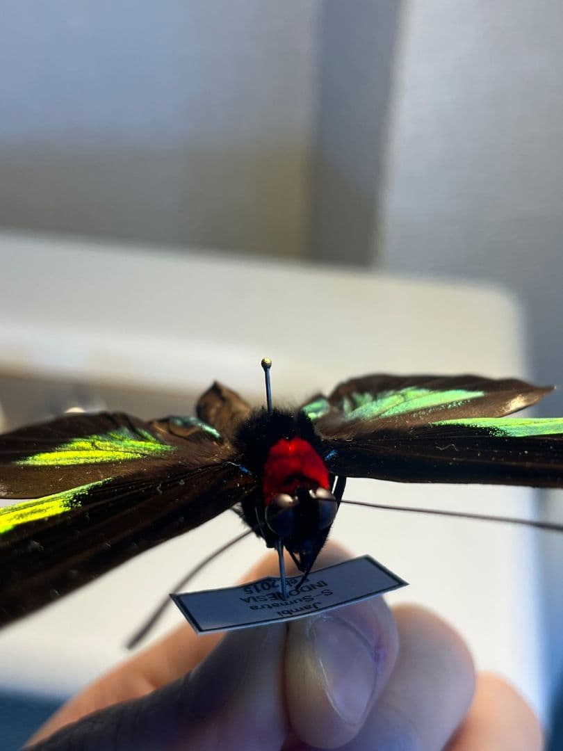 【極美個体】 アカエリトリバネアゲハ 外国産蝶標本 標本 蝶 メガネトリバネ