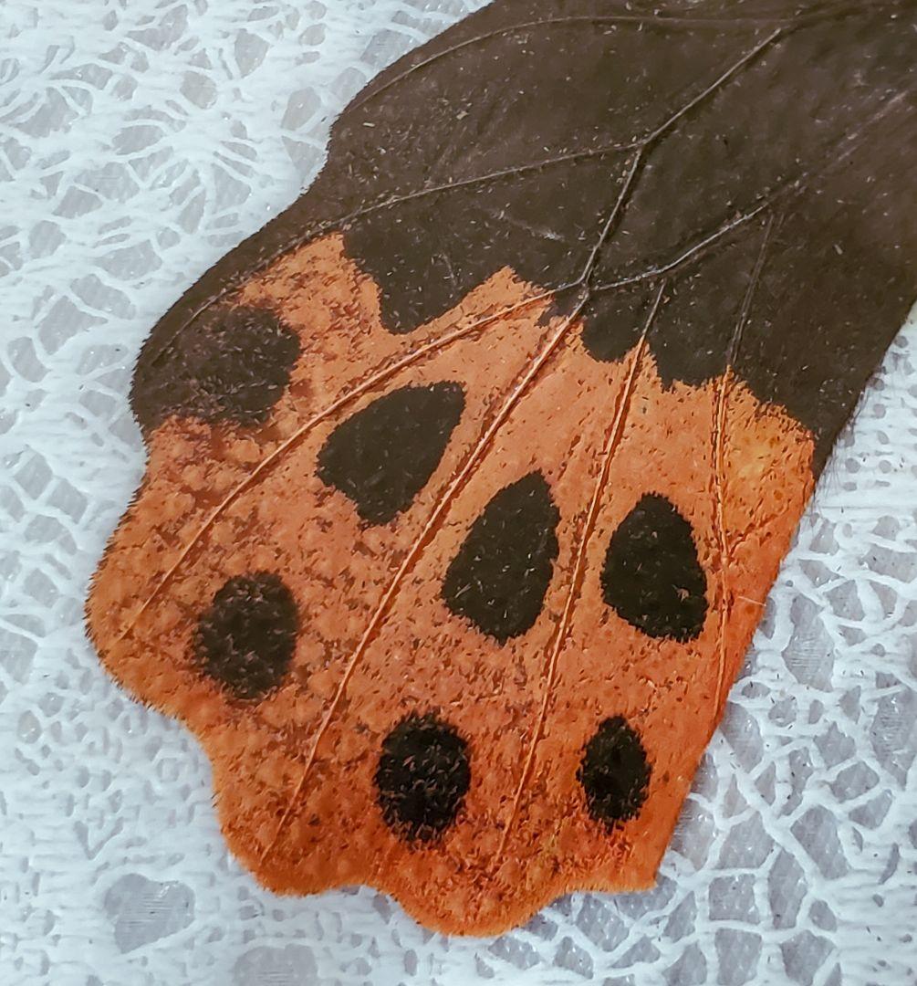 【1960年代当時物】☆蝶類標本☆『台湾産蝴蝶1/2』☆本物の蝶を100頭収録☆