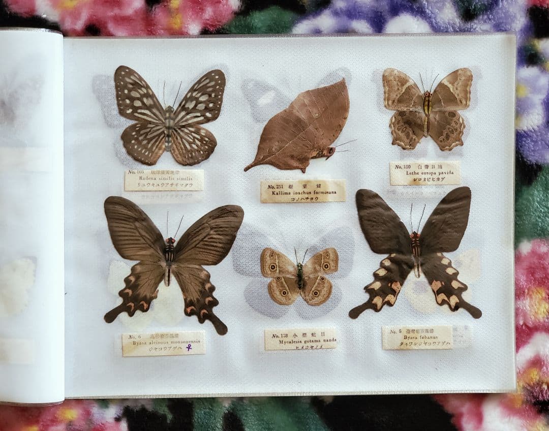 【1960年代当時物】☆蝶類標本☆『台湾産蝴蝶1/2』☆本物の蝶を100頭収録☆
