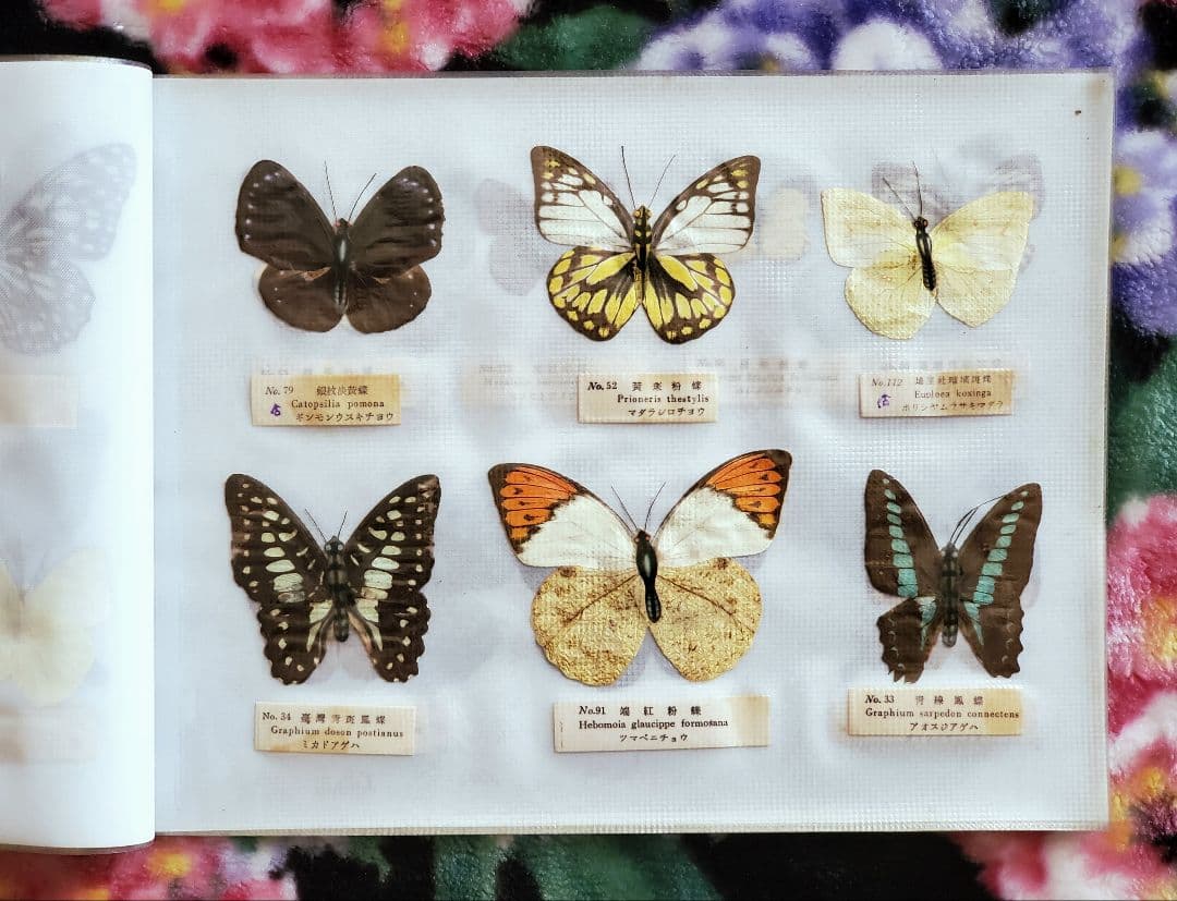 【1960年代当時物】☆蝶類標本☆『台湾産蝴蝶1/2』☆本物の蝶を100頭収録☆