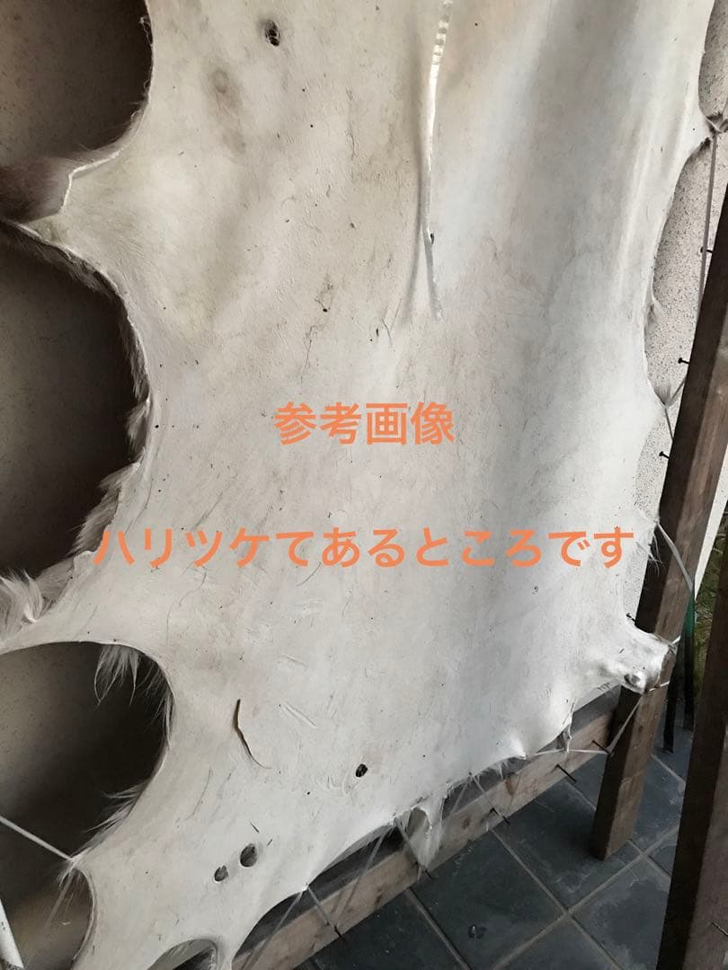 ニホンジカ♂毛皮　23-1