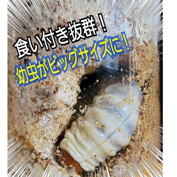 極上！ヒマラヤひらたけ菌糸ブロック【6個】初菌のみ使用！国産オオクワ85ミリ実績