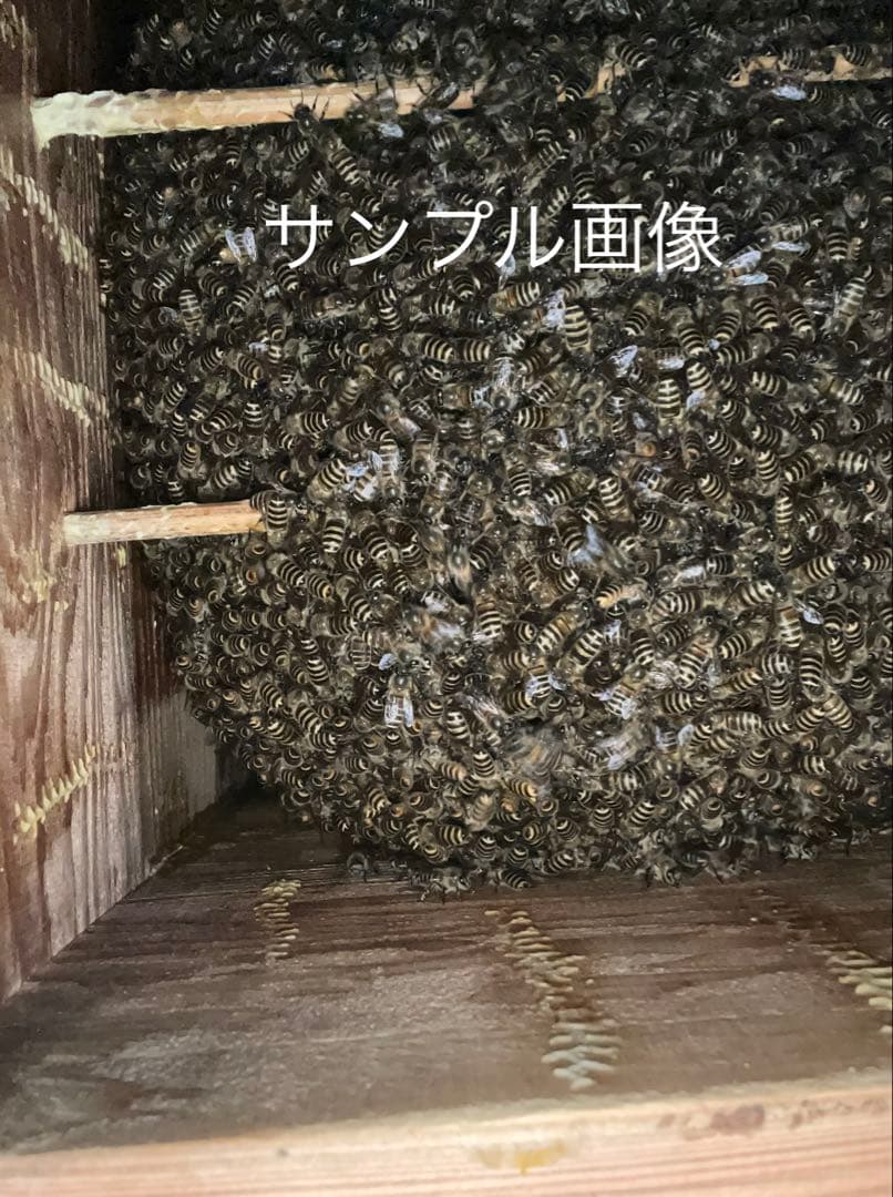 日本蜜蜂重箱式巣箱の継箱三箱！ハニーズハウス用！超訳あり特価！ニセット送料無料！