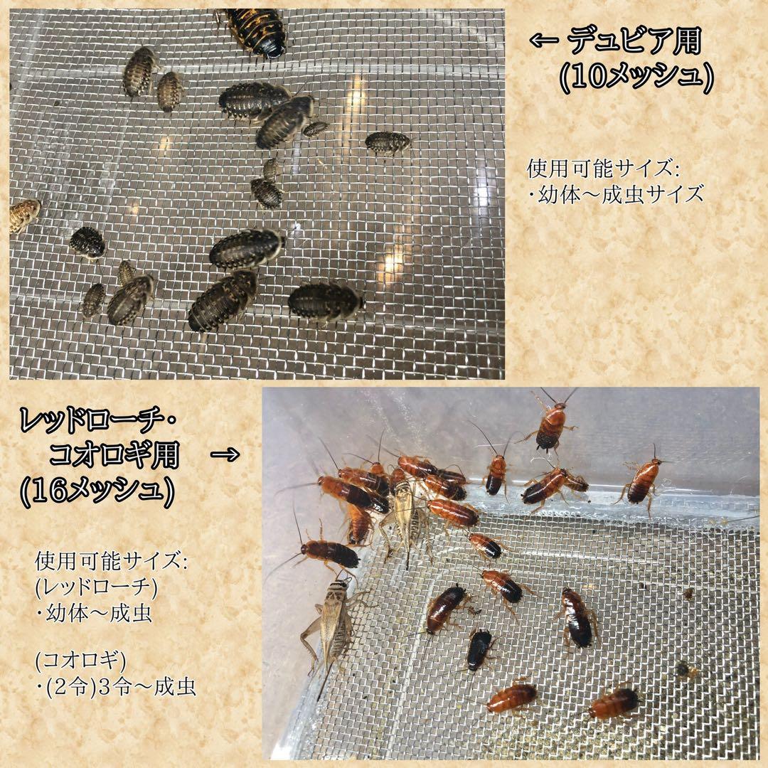 M(フル)(レ)