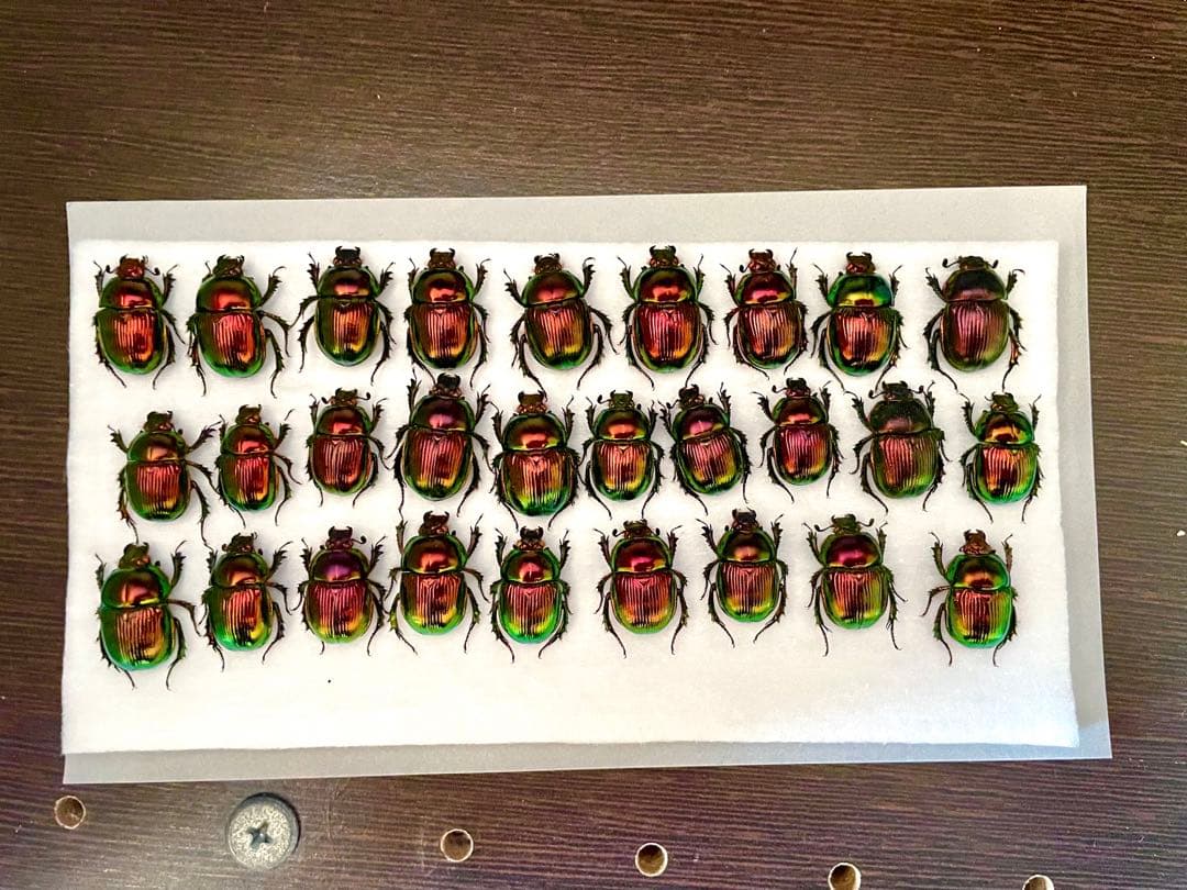 昆虫標本　京都産産地別　オオセンチコガネセット