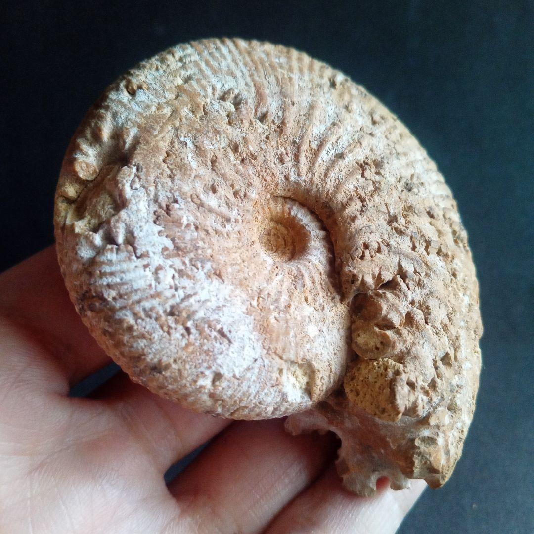 化石　骨格　標本　ジュラ紀　密巻きアンモナイト　希少種