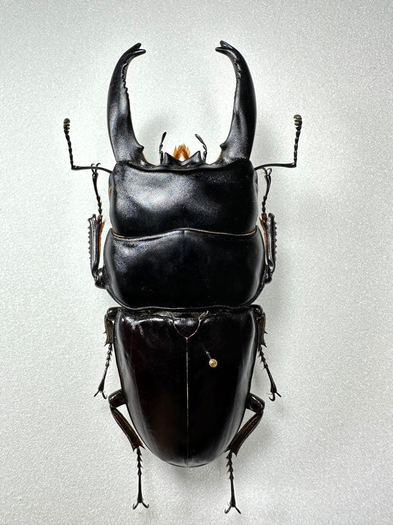 Dorcus alcides 95.5mm アルキデスヒラタクワガタ