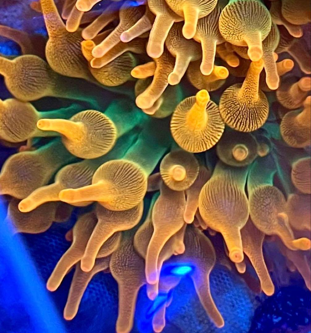 サンゴイソギンチャク (Bubble Rainbow)