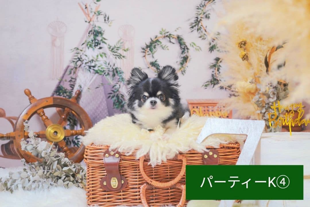 背景布　【　屋内F　】　サンプル　ニューボーンフォトなどに♪