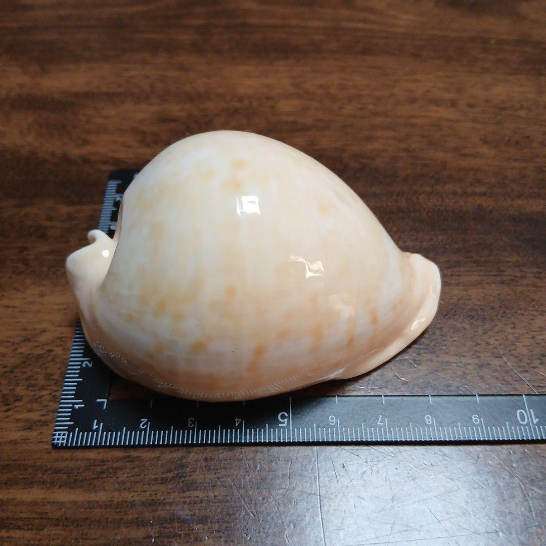 貝殻 約8.2cm