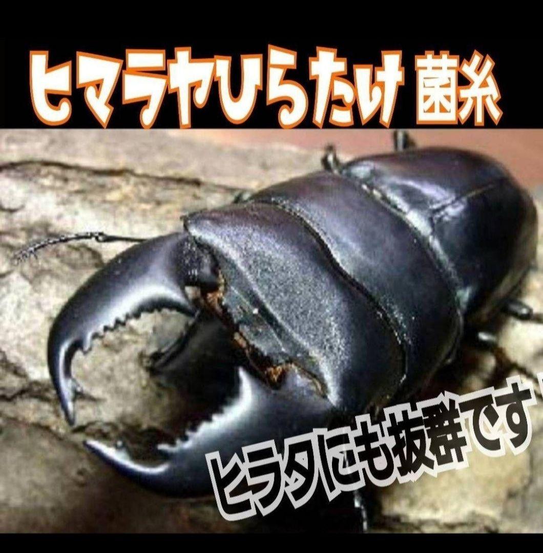 極上！ヒマラヤひらたけ菌糸瓶　特大1500ml【6本】国産オオクワ85ミリ実績！