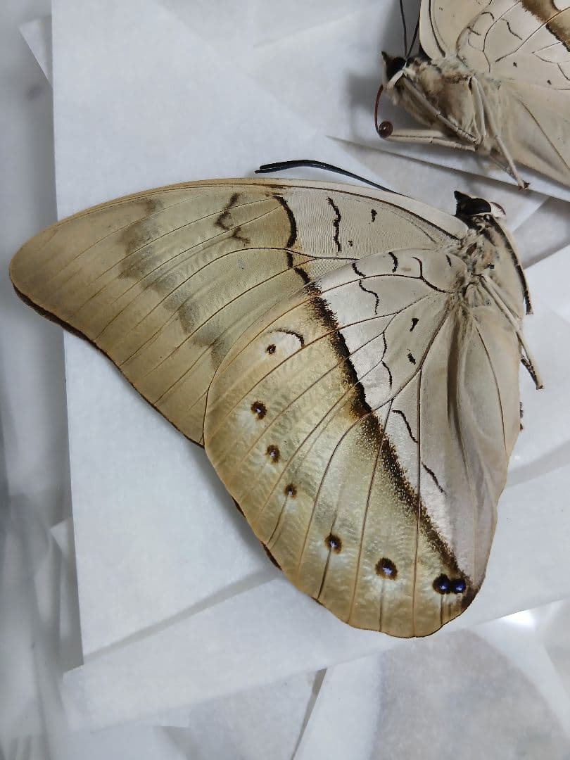海外産標本｜ペルー産 蝶類 昆虫標本