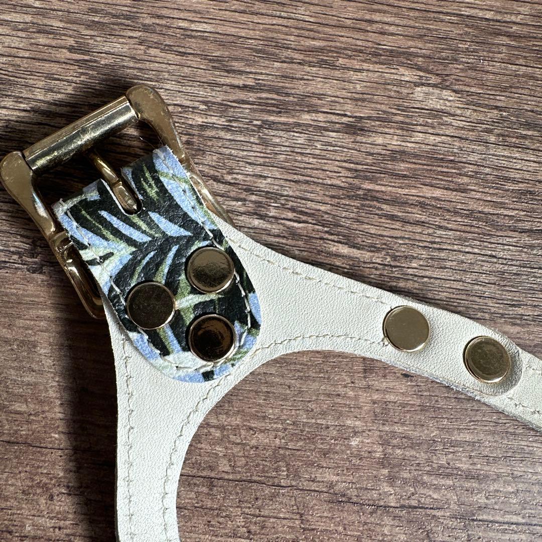 バディベルト　 BB バハマ 5号　 アクセントリード