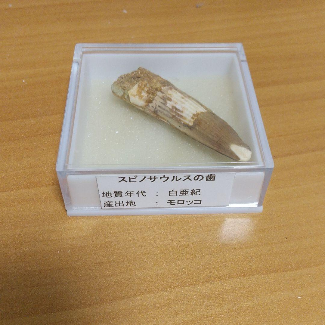 スピノサウルス 歯の化石 実物