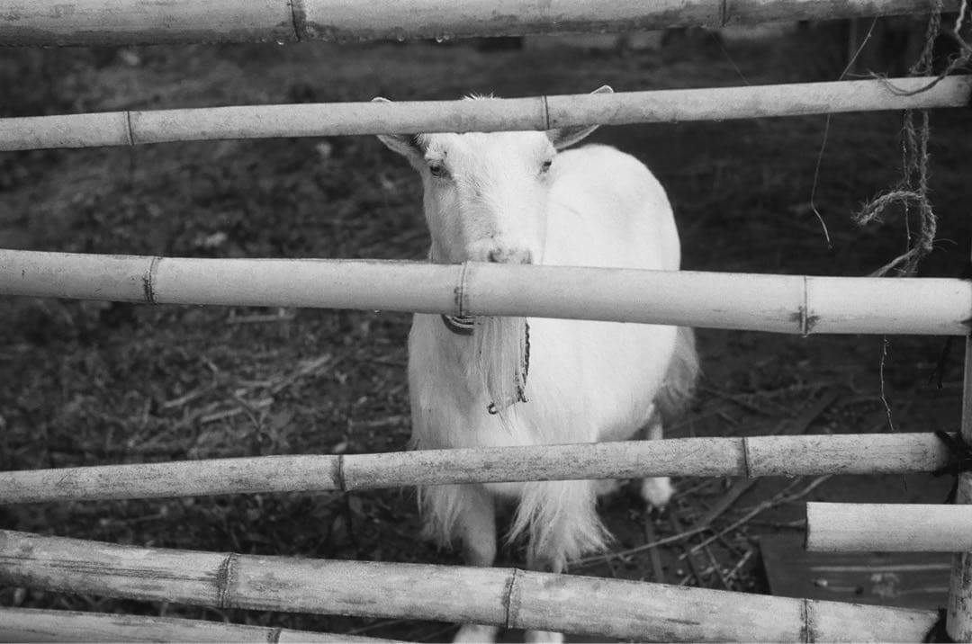 ライカ IIIf ELC とjupiter8セット (作例有)