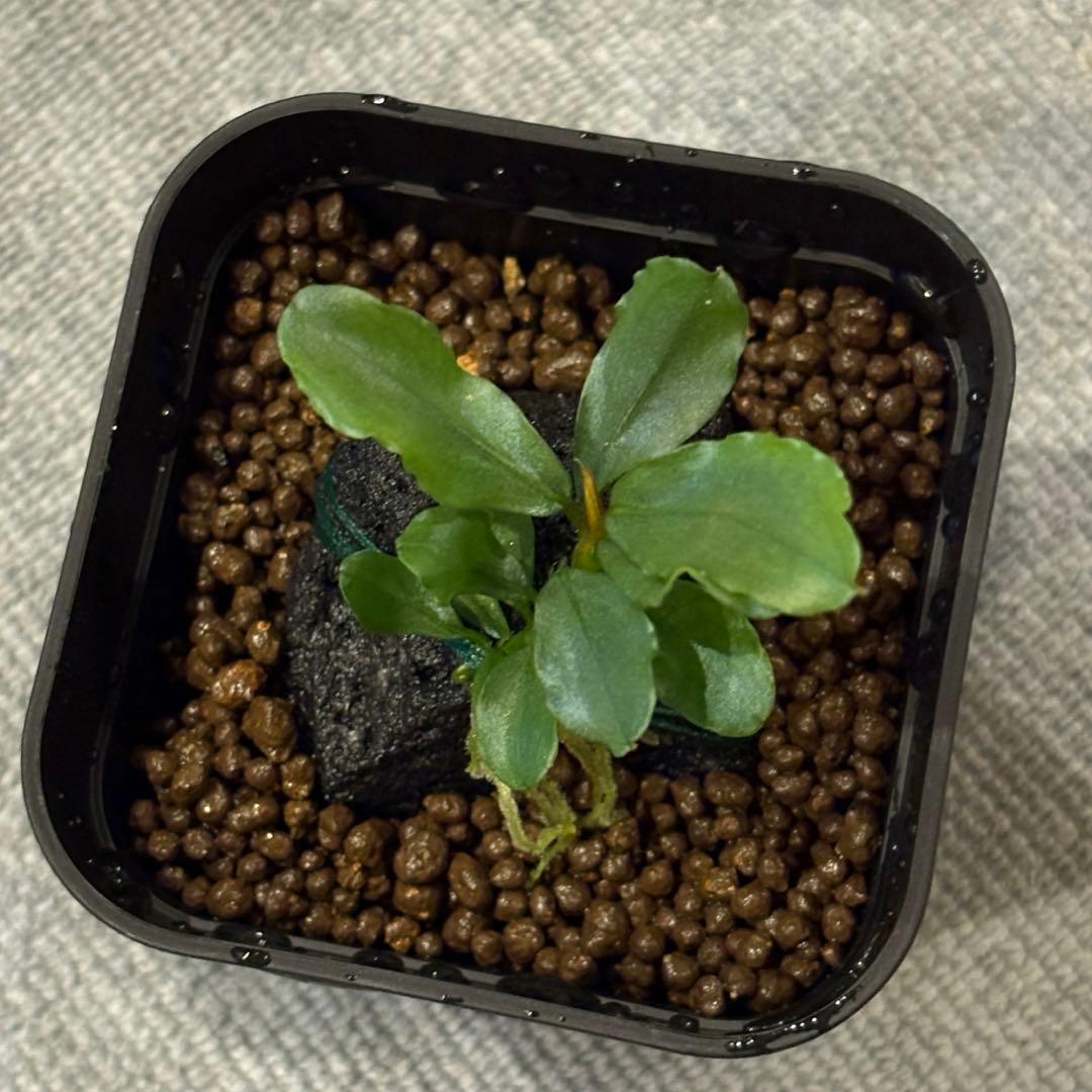 Bucephalandra sp. \