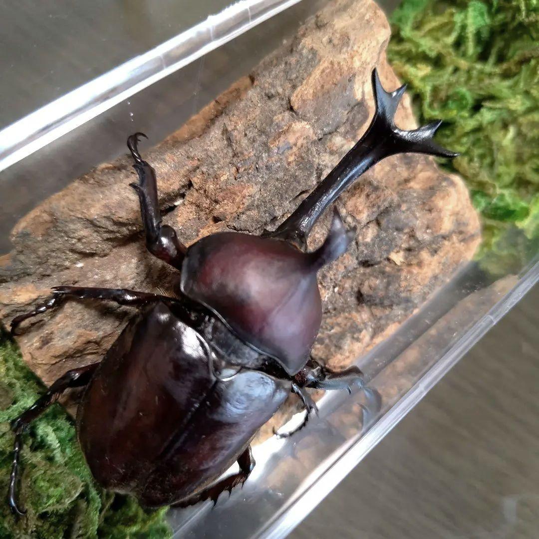 角スゴ長特大ワイルド野生赤レッド角長カブトムシ標本82mm頭角幅19mmぐらい