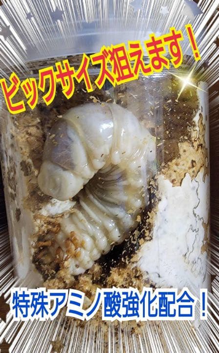 極上！ヒマラヤひらたけ菌糸ブロック【9個】初菌のみ使用！国産オオクワ85ミリ実績