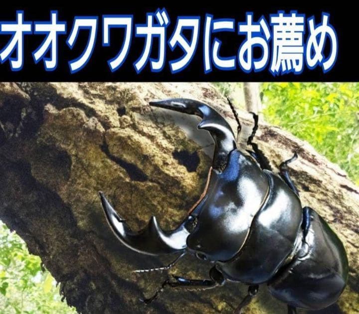 極上！ヒマラヤひらたけ菌糸ブロック【9個】初菌のみ使用！国産オオクワ85ミリ実績