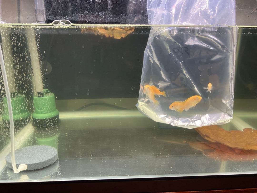 水質浄化抜群濾過材ボールろ材納豆菌入り多孔質パワーボール18L即時発送送料込み