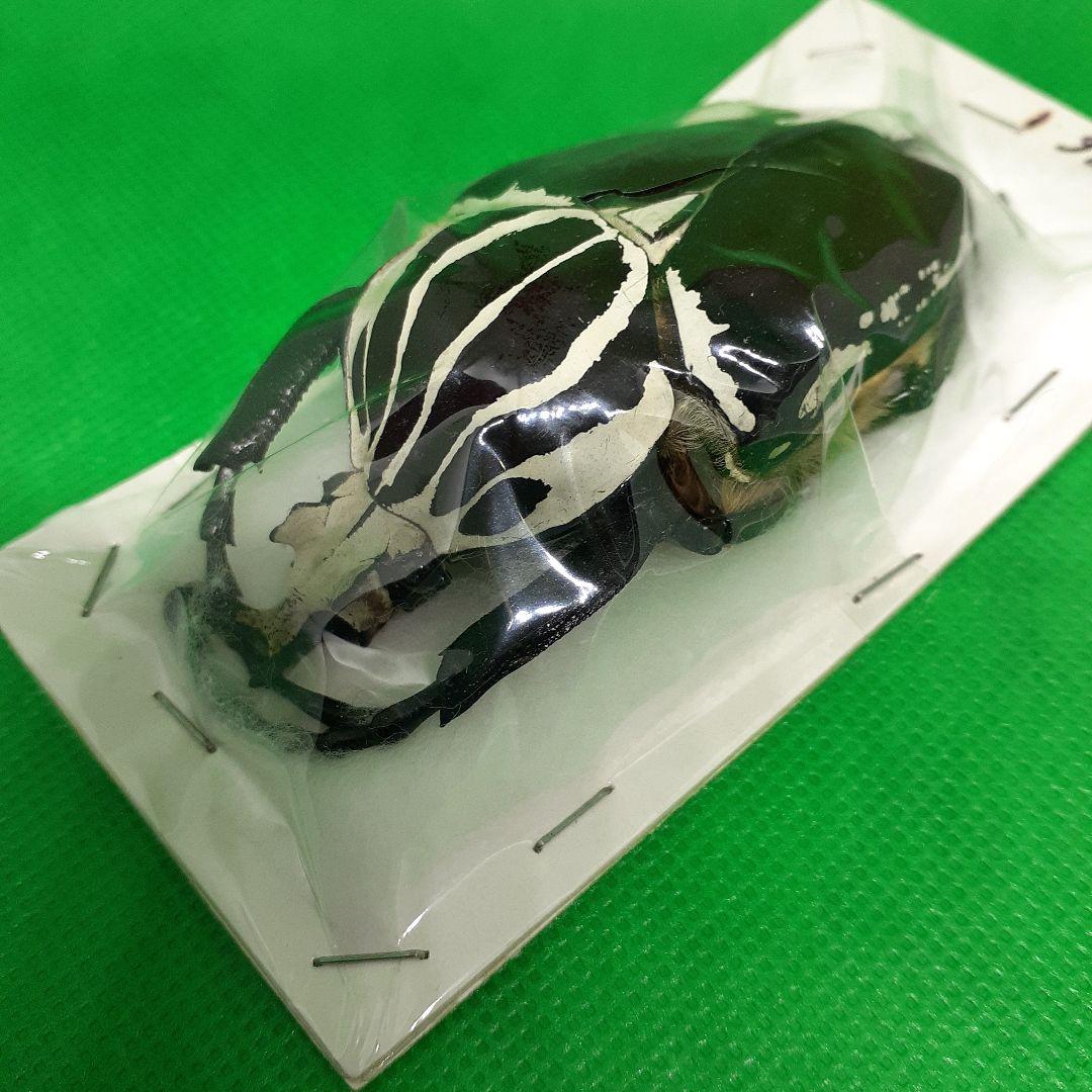 標本 Goliathus goliatus apicalis 75mm CONGO