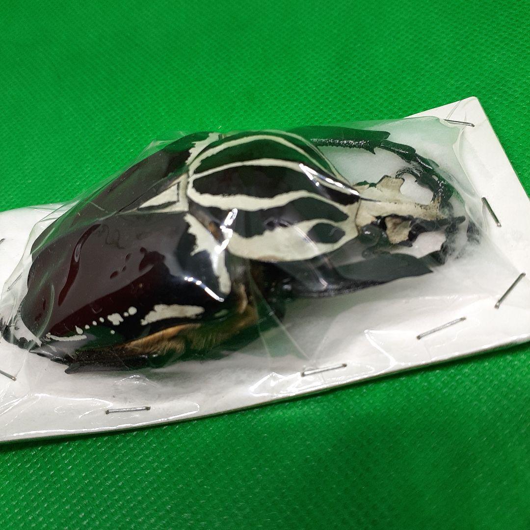 標本 Goliathus goliatus apicalis 75mm CONGO