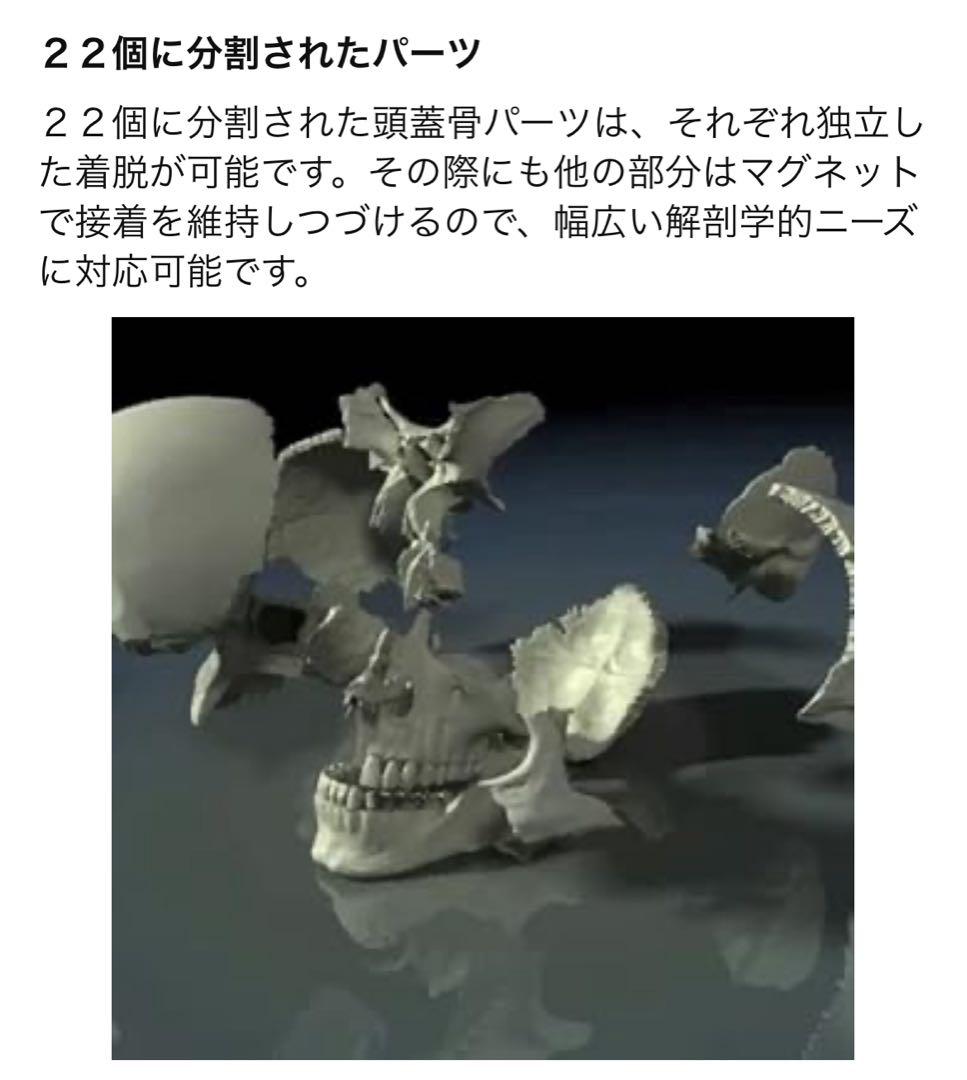 erler zimmer社　頭蓋骨模型　２２分割　マグネット式