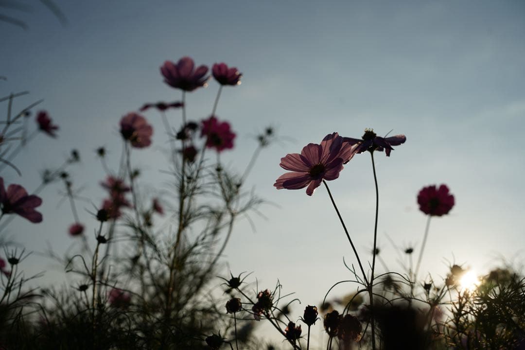 ZEISS IKON CONTESSA 35 伯爵夫人【作例あり】