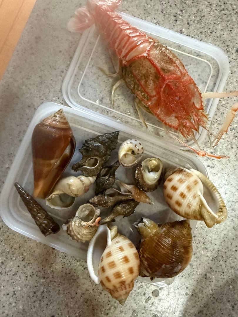 鬼*管様 貝