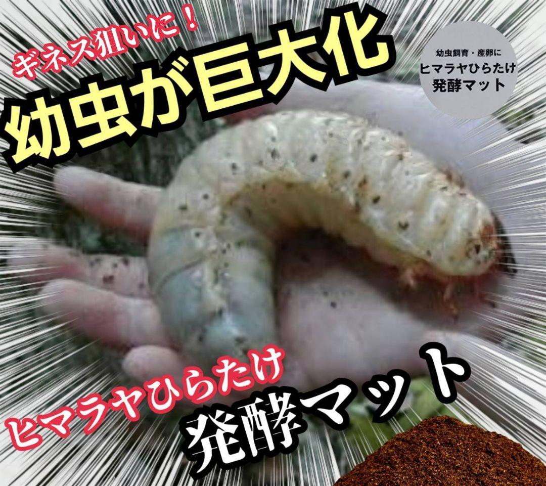 発酵マット入り！国産カブトムシ幼虫1頭飼育専用縦長クリアボト【20本セット】