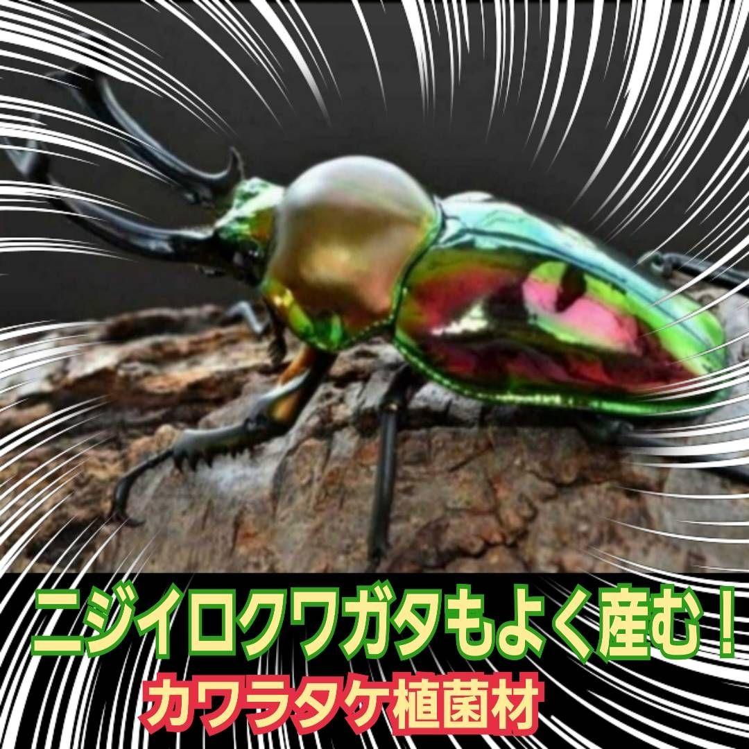 最強のクワガタの産卵木！　カワラ植菌材【4本】特大Lサイズ　カビない！　加水不要