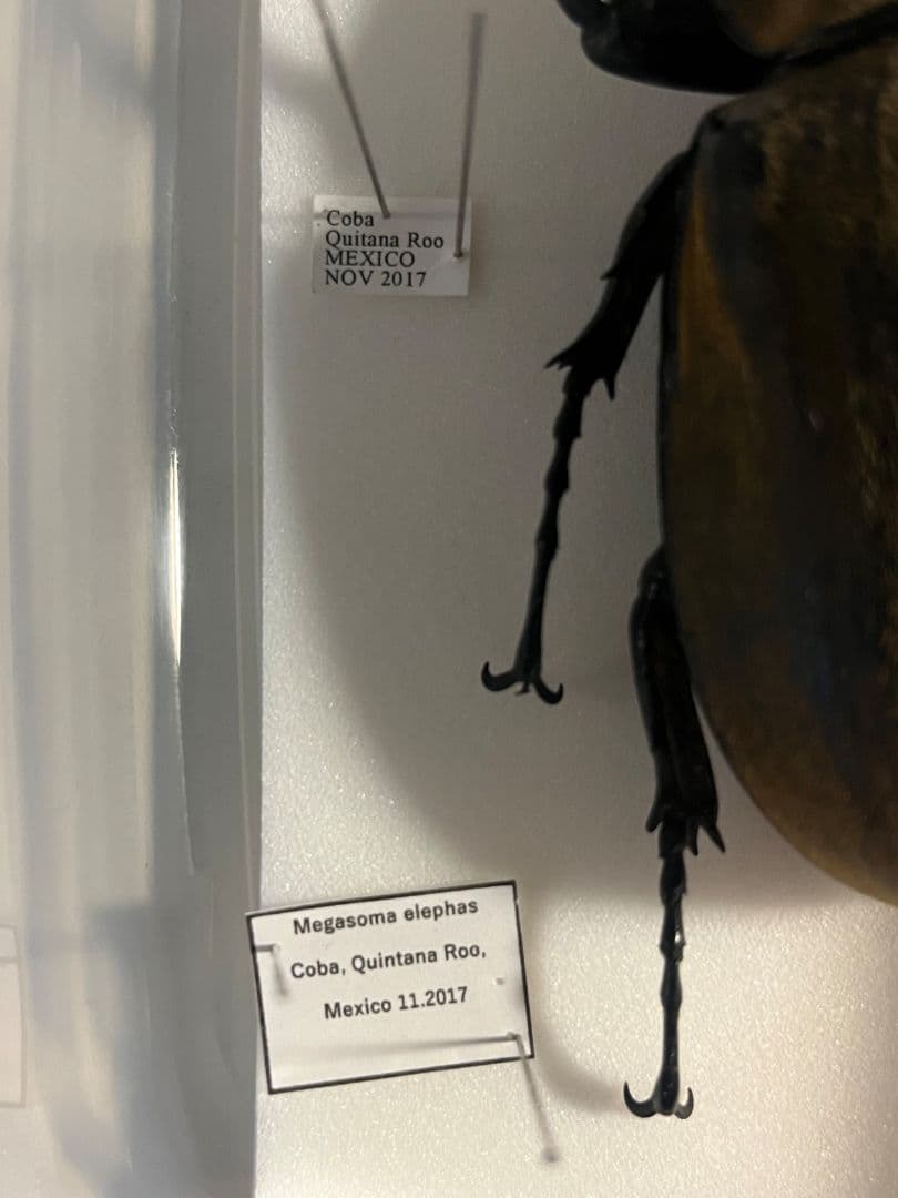【WC123mm】エレファスゾウカブト コーカサスオオカブト 昆虫標本