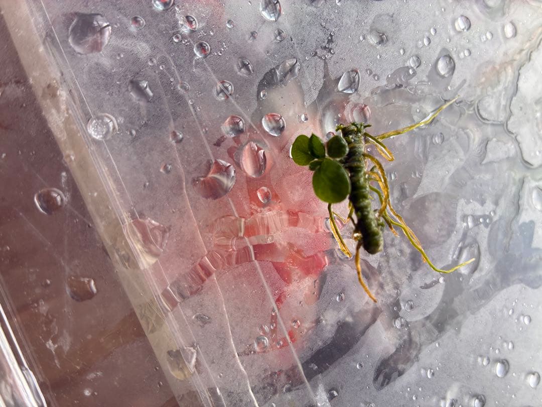 水草　掲載用