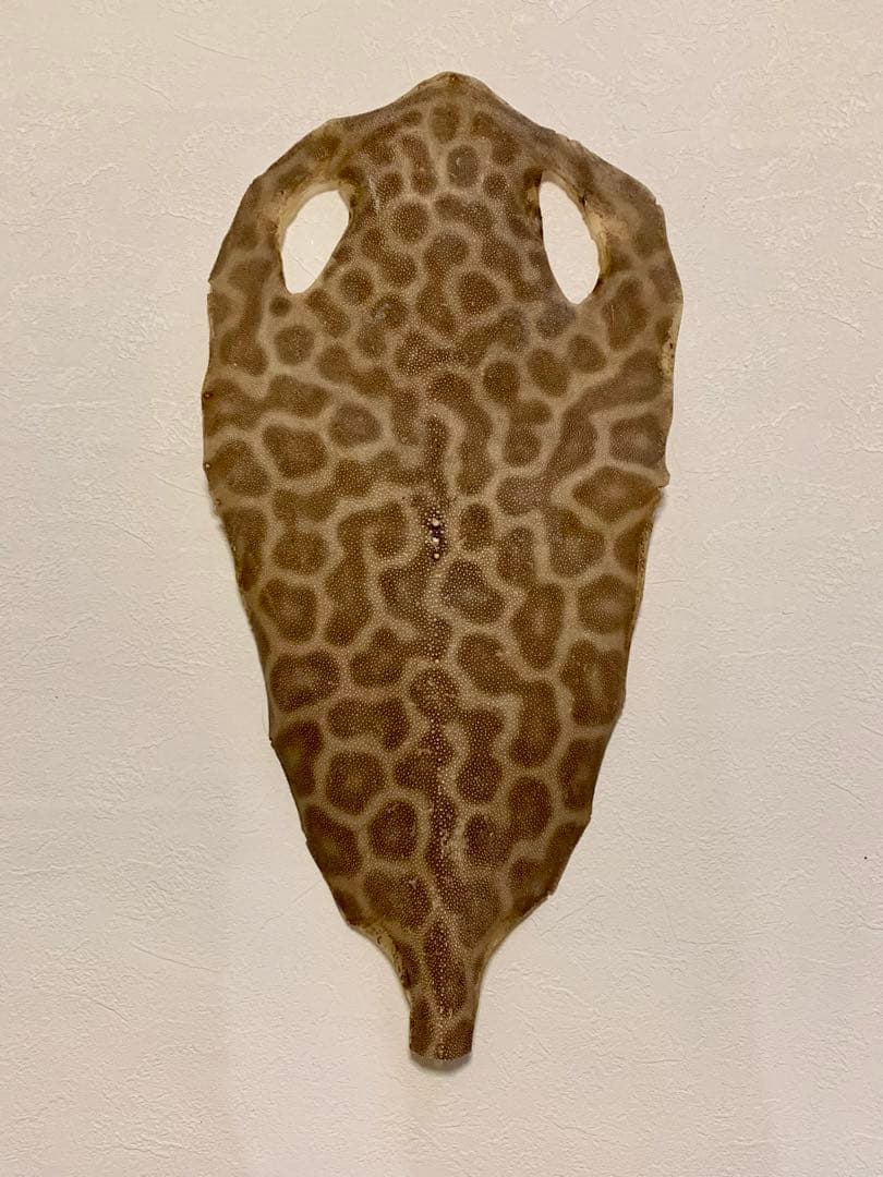 鮫皮　虎鮫14