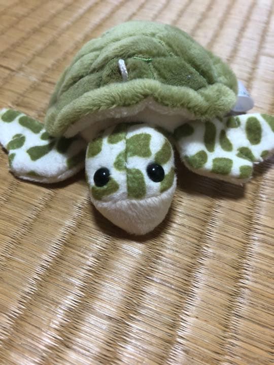 カメちゃん