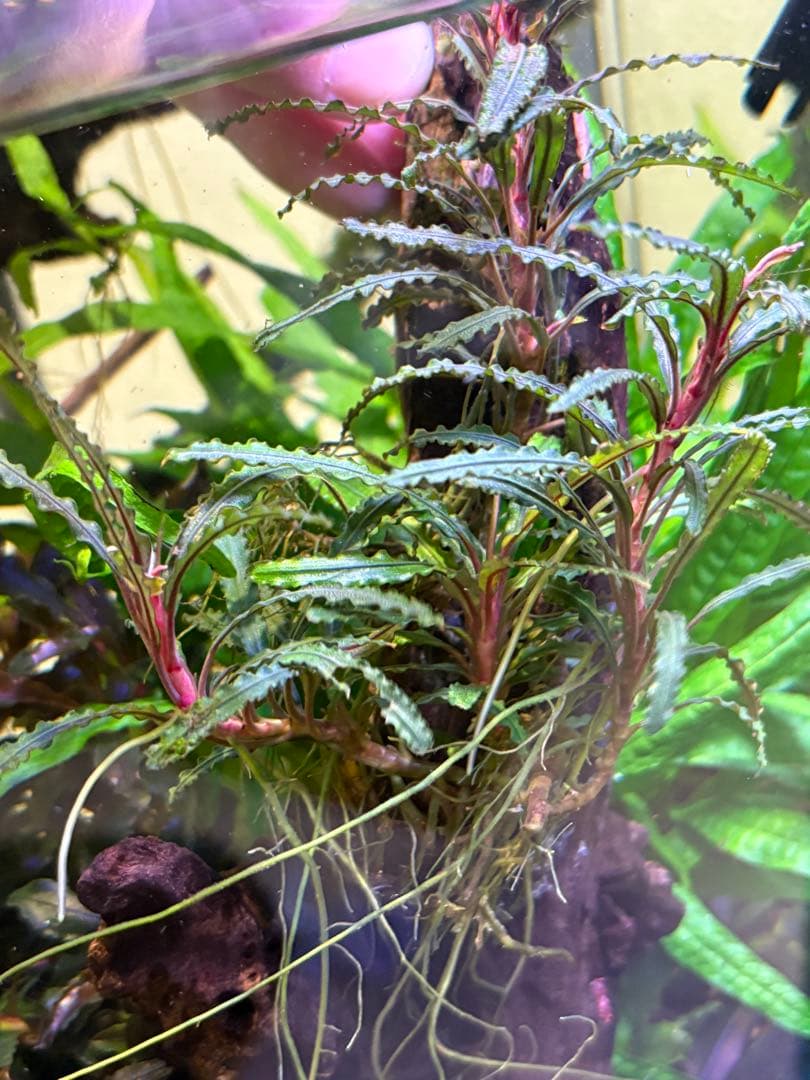 【水中葉】ブセファランドラ sp.Black Wave【流木付き】