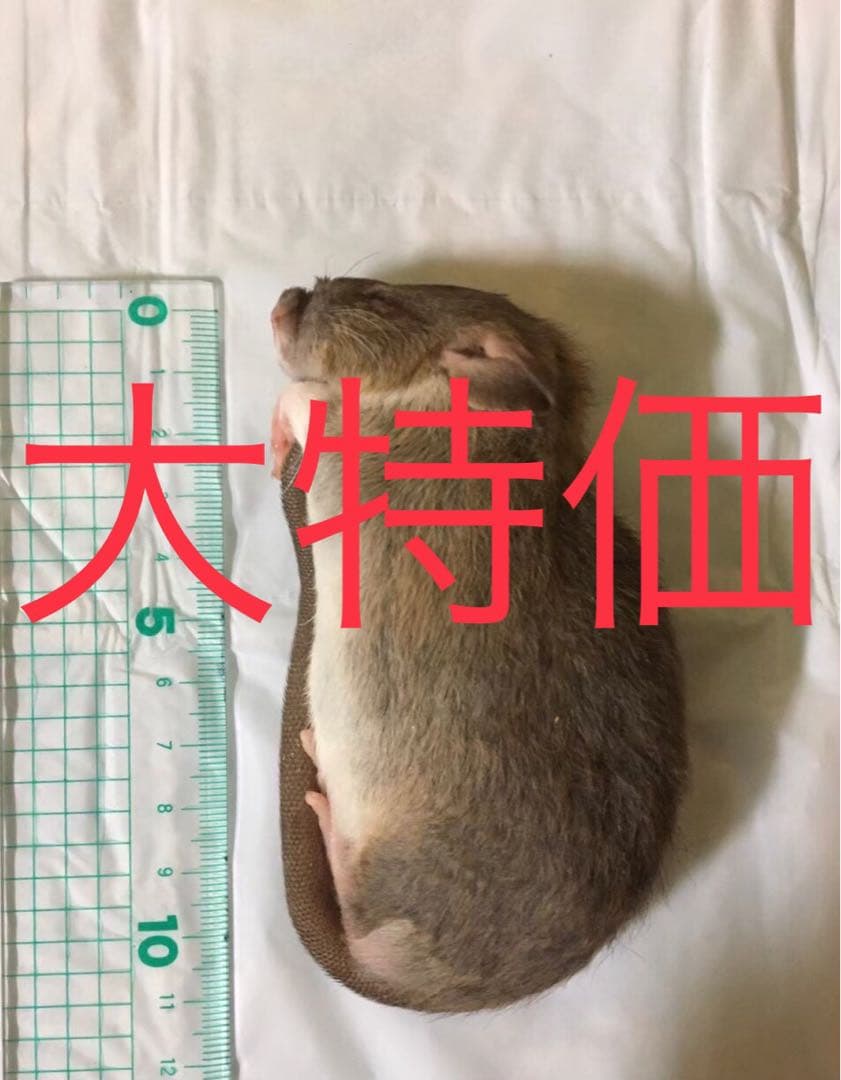 ML100匹
