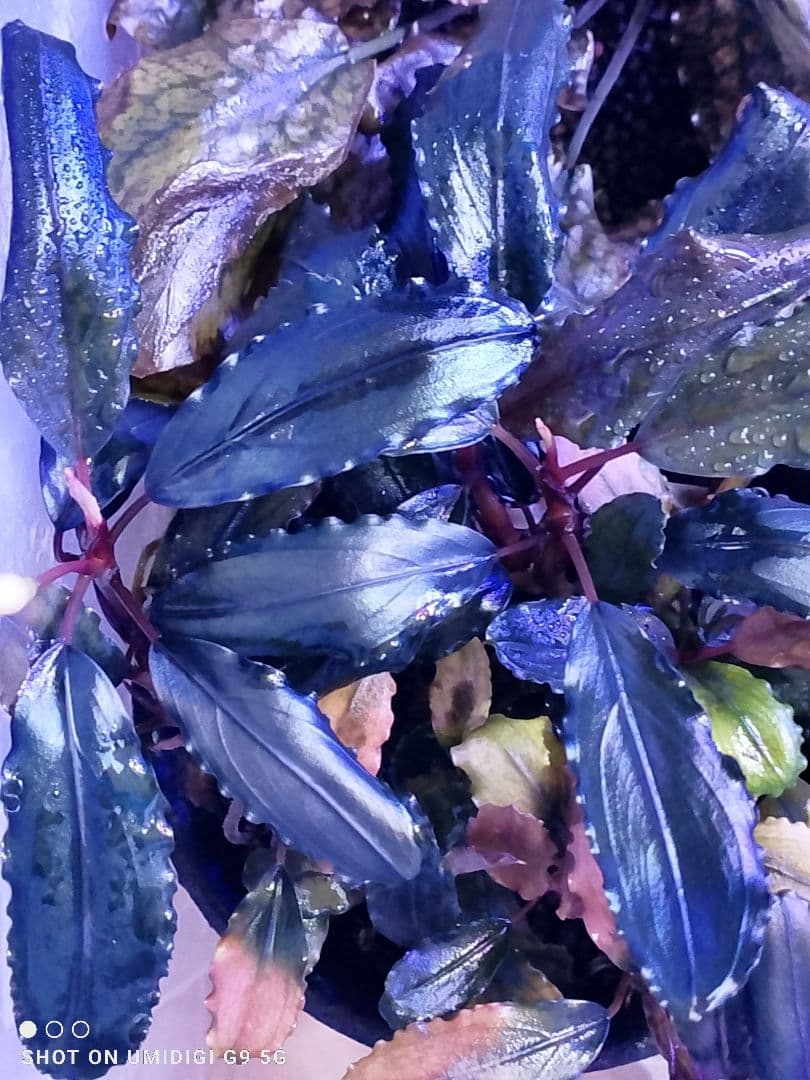 特価ブセファランドラ ルミナス パープル2 メラウィ Bucephalandra