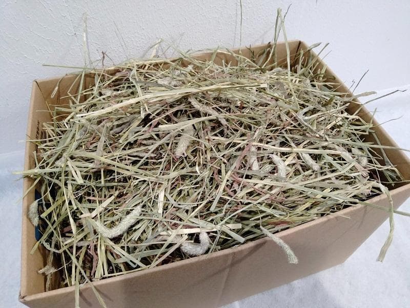 【5/31まで】 カナダ産 チモシー 50kg スーパープレミアム １番刈り