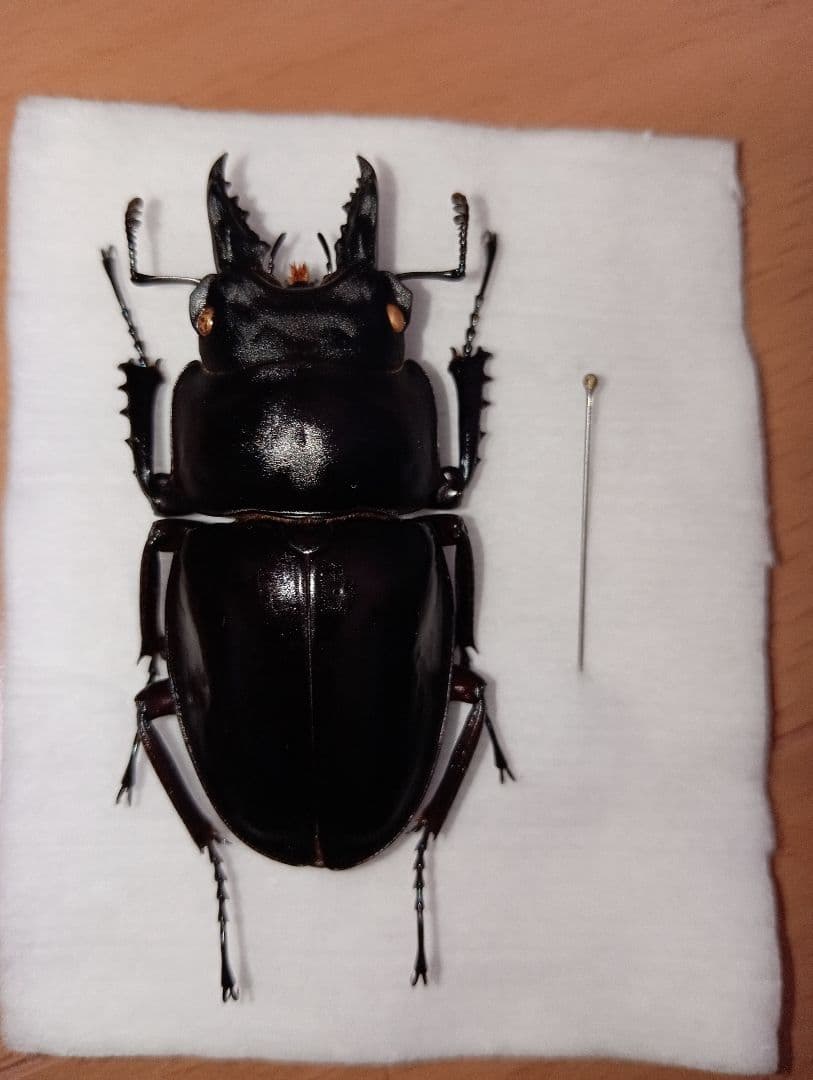 アマミマルバネ（徳之島）♂57ミリ針穴あり