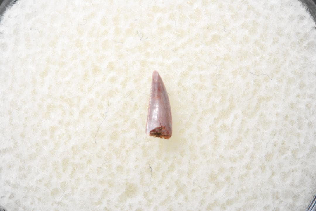 化石 コエロフィシス 歯 [DS394] 恐竜 希少 レア